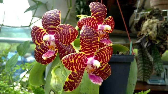 Phalaenopsis 'Red Jaguar' (Phalaenopsis Hsu Li-Shian x Phalaenopsis gigantea)
