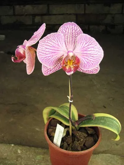 Phalaenopsis Matou Stripe 'M'