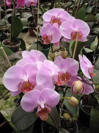 Doritaenopsis Leopard Prince 'Sogo'