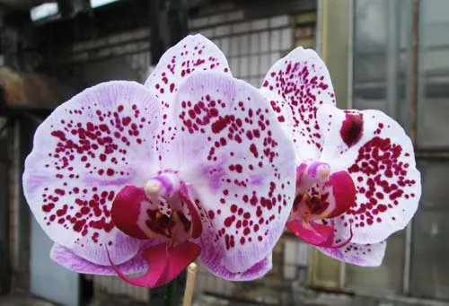 Doritaenopsis Ever Spring Pioneer 'ORCHIS'