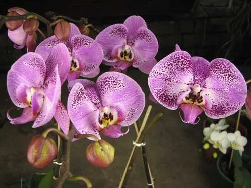 Doritaenopsis Lianher Beauty 'M-1'