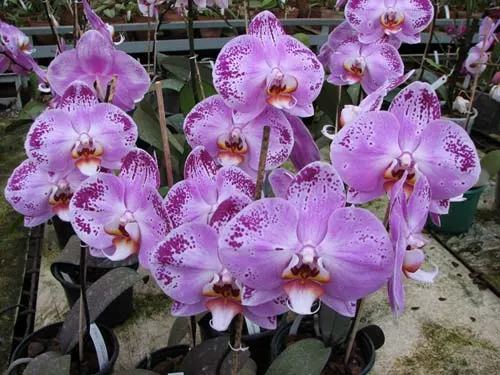 Doritaenopsis Taiwan Diamond '0-1'