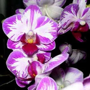 Doritaenopsis Little Gem Stripes 'Cat King'