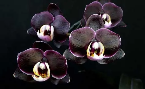Doritaenopsis Ever Spring Prince 'Black Ruby'