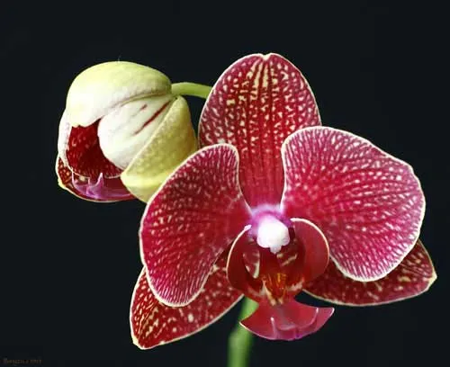 Doritaenopsis Taida Salu 'Morning Sun'