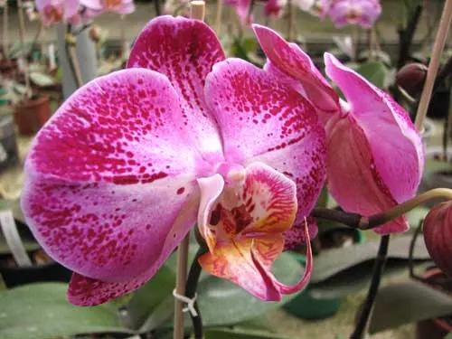 Doritaenopsis Taiwan Diamond 'ORCHIS'