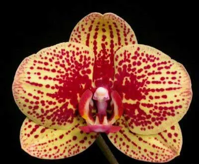 Doritaenopsis  KB Charmer '#1'
