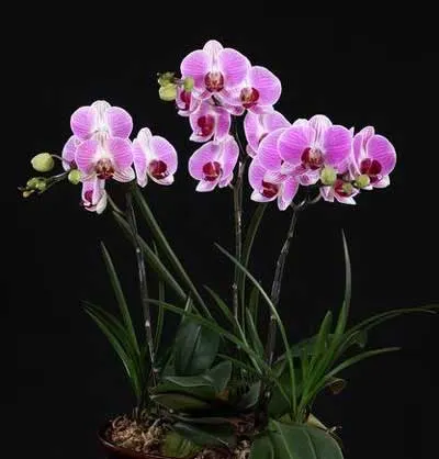 Doritaenopsis Tiny Honey