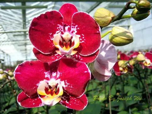 Doritaenopsis Joy Angel Voice \'Splendid\'