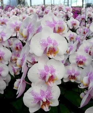 Doritaenopsis Joy Leopard Mount 'Leopard Mount'