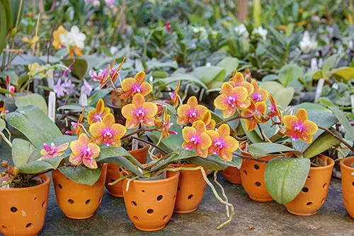 Phalaenopsis Sogo Lawrence