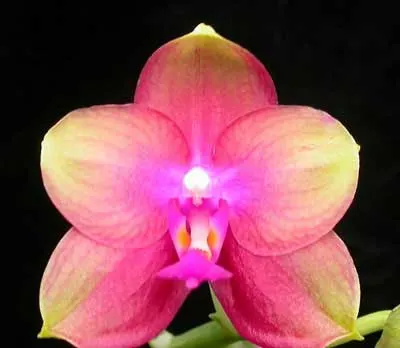 Doritaenopsis (Sogo Manager X Texas Jewel) 'Joy'