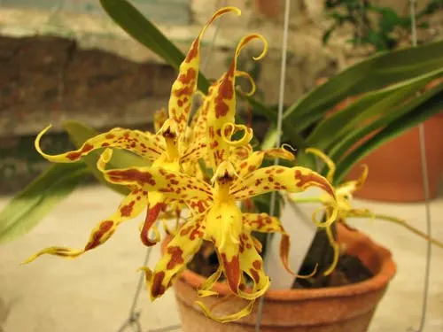Odontoglossum praestans