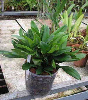 Masdevallia Angel Frost Marge