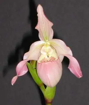 Phragmipedium Carol Kanzer (pearcei x schlimii)