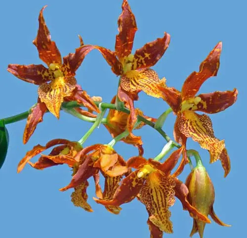 Adaglossum Gualaceo