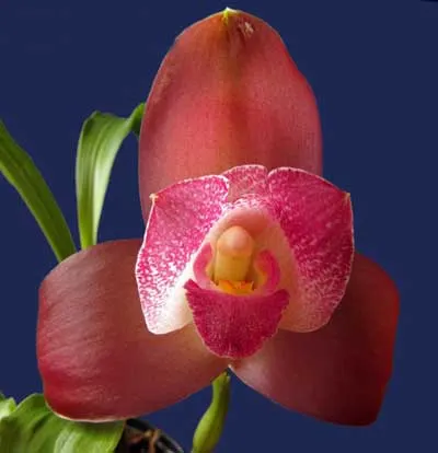 Lycaste Memoria Olga Anton