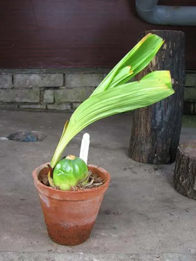 Lycaste Memoria Olga Anton