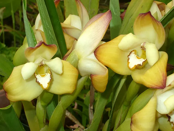 Maxillaria molitor
