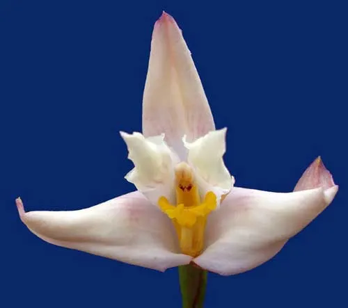 Maxillaria Jorge Enriquez