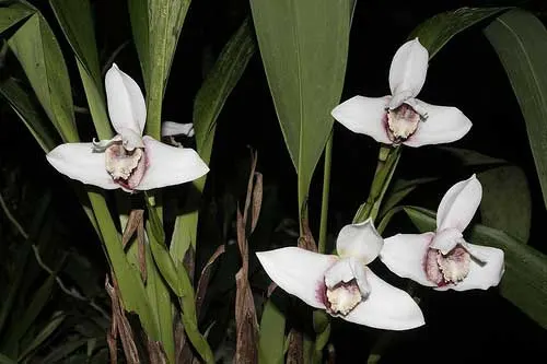Maxillaria Macas (sanderiana x fletcheriana)