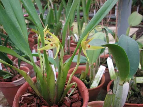 Maxillaria chlorantha