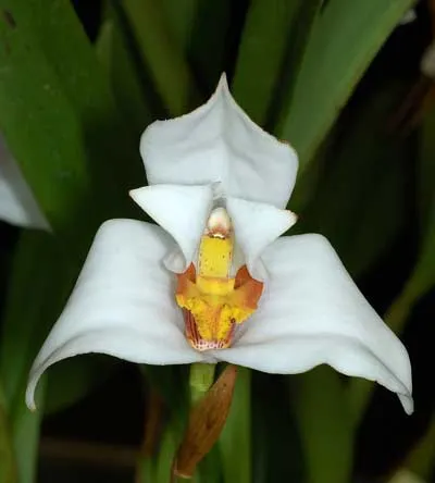 Maxillaria grandiflora