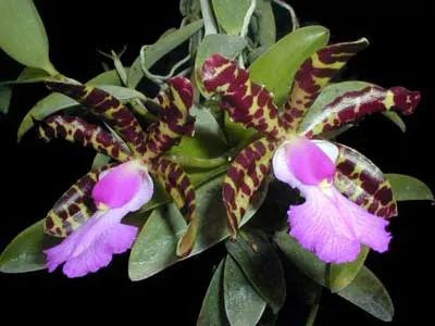 Cattleya aclandiae (extra size)