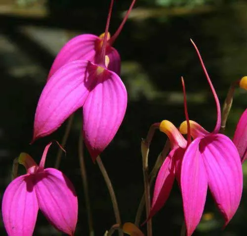 Masdevallia coccinea