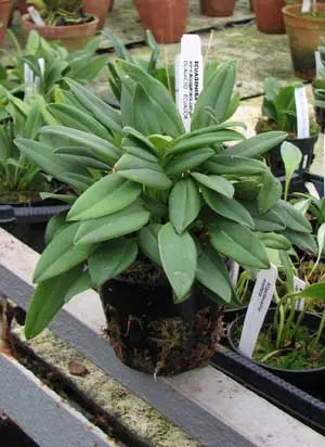 Masdevallia mendoza