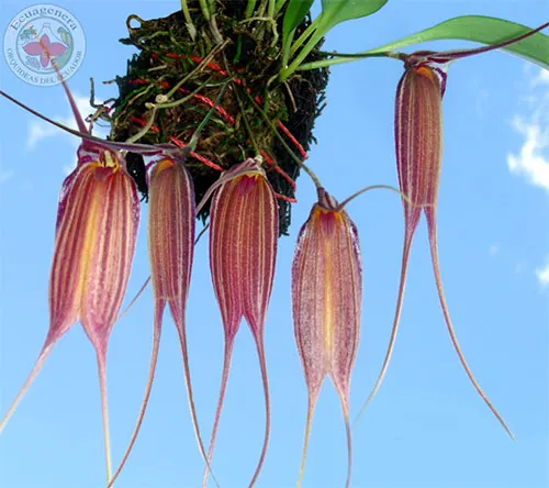 Masdevallia patula