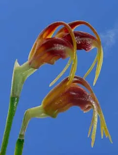 Masdevallia guerrieroi