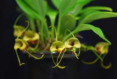 Masdevallia eurynogaster
