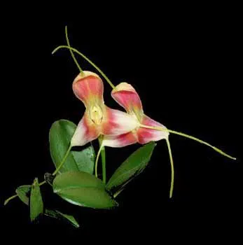 Masdevallia cloesii