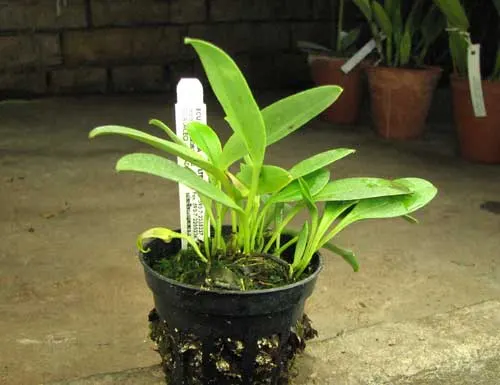 Masdevallia glandulosa