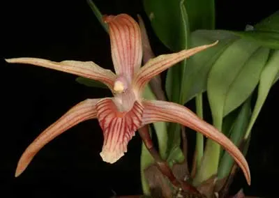 Maxillaria grandimentum