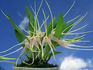Masdevallia lilacina