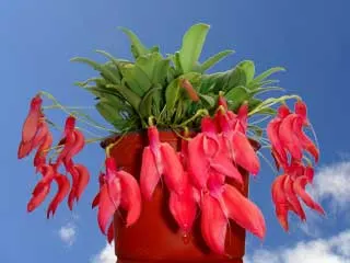 Masdevallia exaltata