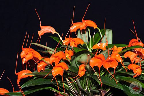 Masdevallia hirtzii