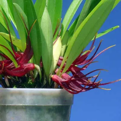Masdevallia herradurae