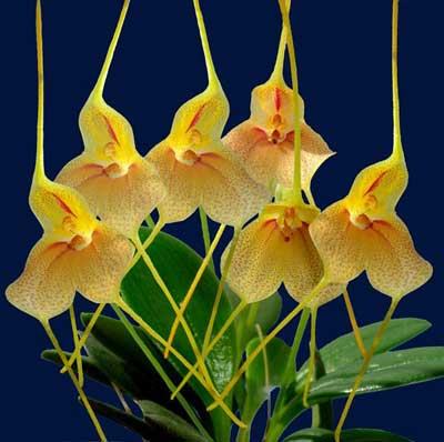 Masdevallia wageneriana var. pteroglossa