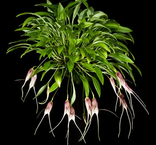 Masdevallia carmenensis
