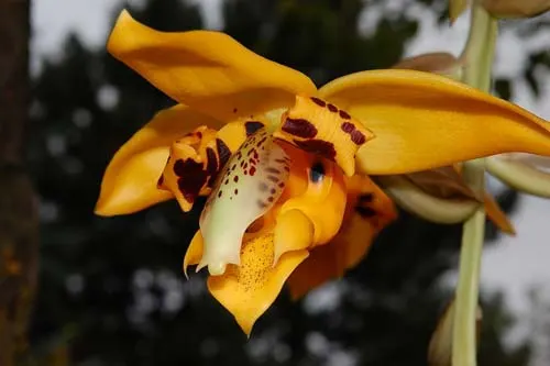 Stanhopea embreei orange