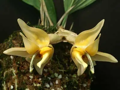 Stanhopea avicula