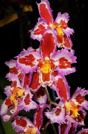 Odontioda Nichirei Sunrise x Odontoglossum crispum