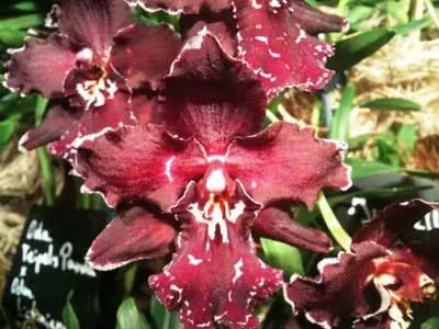 Odontoglossum bictoniense x Odontioda Teipel´s Panda