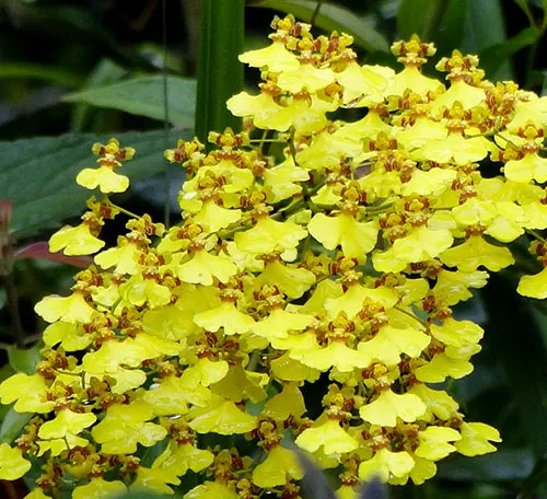 Oncidium varicosum