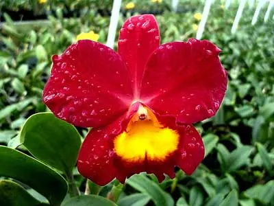 Sophrolaeliocattleya Wendy's Valentine 'June'