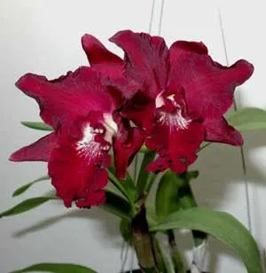 Sophrocattleya Ann Komine 'Breathless'