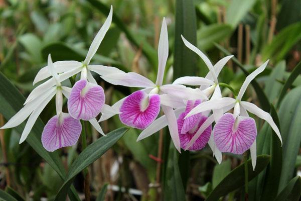 Brassolaelia Morning Glory 'Valentine Kiss'